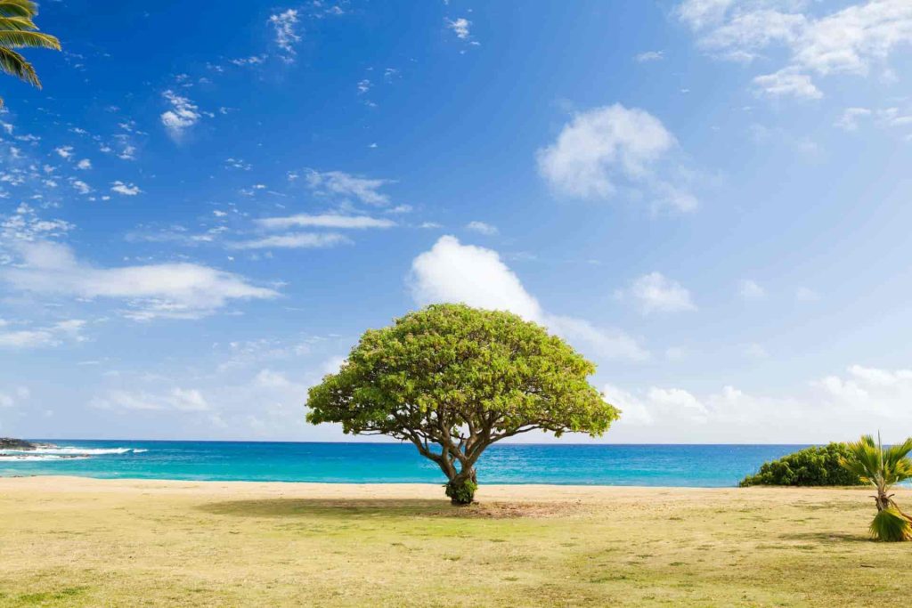 A fig tree planted by the sea - Zion Outreach Worldwide