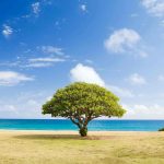 A fig tree planted by the sea - Zion Outreach Worldwide